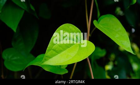 Piper betle, le foglie a forma di cuore sono verdi giallastro quando sono giovani con vene delle dita e tronco scuro dell'albero Foto Stock