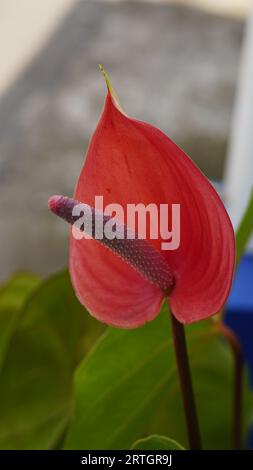 fiore rosso di anthurium andraeanum che fiorisce nel giardino Foto Stock