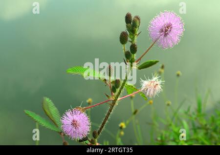 I fiori pudica di Mimosa o Touch-me-Not sono rosa con macchie bianche che fioriscono sull'albero Foto Stock