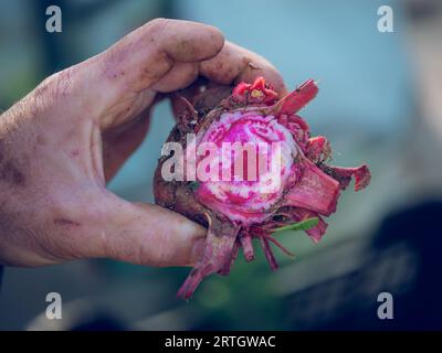 Coltivare un agricoltore irriconoscibile con la mano sporca che mostra la barbabietola matura rossa e bianca in campagna nelle giornate di sole Foto Stock