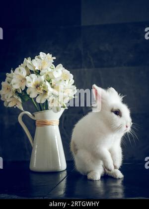 Vista laterale dell'adorabile coniglietto seduto vicino alla caraffa in ceramica bianca con fiori di Alstroemeria freschi in fiore su sfondo blu Foto Stock