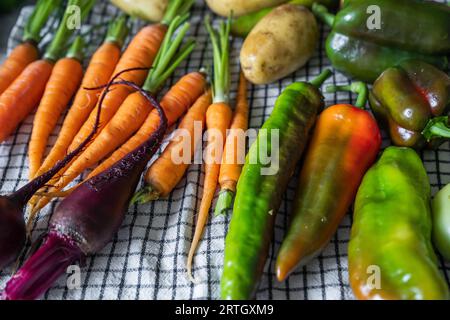 Primo piano delle verdure appena raccolte. Verdure biologiche su un tavolo: Zucchine, barbabietole, peperoni, patate, carote su un asciugamano da asciugare. Raccolto autunnale Foto Stock