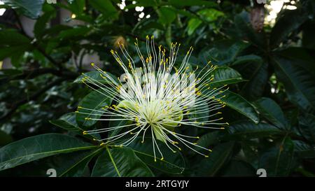 Pachira Aquatica, i fiori fioriscono sull'albero Foto Stock