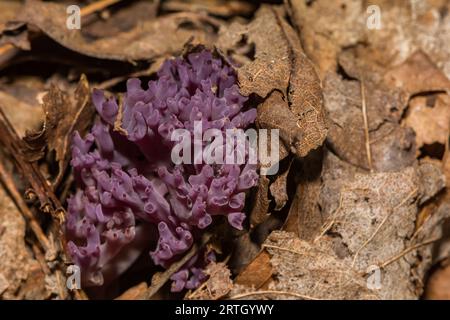 Fungo corallo violetto - Clavaria zollingeri Foto Stock