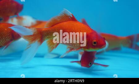 I pesci rossi cometa nell'acquario sono di colore arancione con pinne bianche e coda lunga. Foto Stock