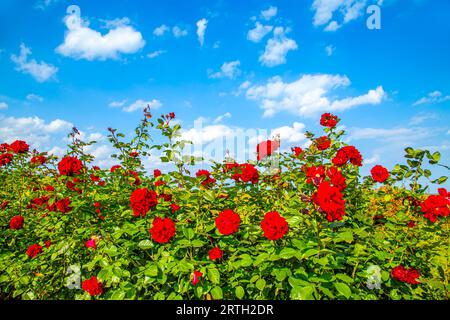 Rose scarlatte contro un cielo blu. Giardino delle rose nel parco inferiore di Peterhof. Foto Stock