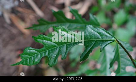 Le foglie di Ficus montana sono lunghe di forma ovale, la superficie è lucida con peli fini con bordi a foglia di pizzo. Foto Stock