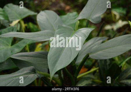 Il Philodendron hastatum ha foglie grigie lucide con vene verdi brillanti. Foto Stock