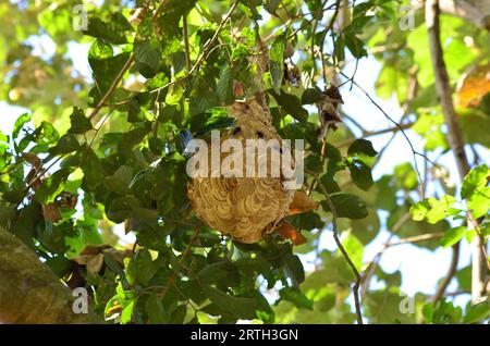 Il nido di Vespa affinis o calabrone a fascia minore si trova in un albero, appeso a un ramo tra le foglie. Foto Stock