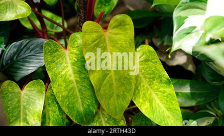 Philodendron erubescens ha lunghe foglie ovali gialle con macchie verdi e una superficie lucida delle foglie. Foto Stock