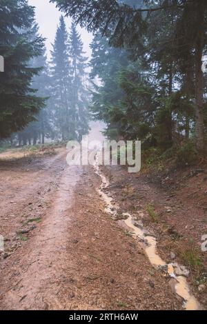 Paesaggio boschivo con strade sporche nelle montagne dei Carpazi, Ucraina Foto Stock