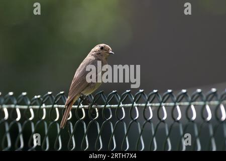 Phoenicurus ochruros, noto anche come Black redstart sulla recinzione nell'area residenziale. Foto Stock