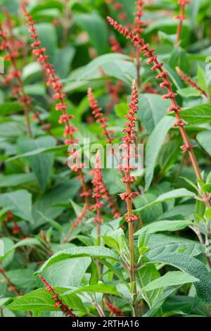 Salvia confertiflora, salvia con spike Sabra, salvia di velluto rosso, picchi di fiori d'arancio in tarda estate Foto Stock