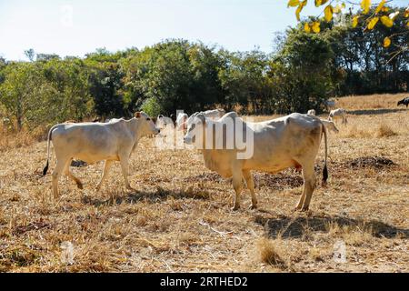 mucche e buoi in mandria sul prato asciutto. Una mucca sta guardando la telecamera. mandria di bovini Foto Stock