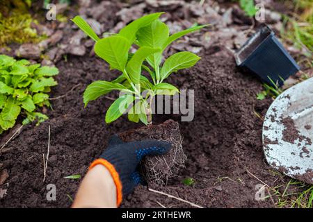 Giardiniere che trasporta ortensie bigleaf da contenitori nel suolo. Lavori stagionali autunnali. Hobby autunnale all'aperto. Mettere una pianta sana nel buco Foto Stock