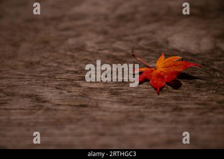 Foglie di acero rosso in autunno per terra Foto Stock