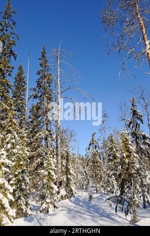 Paesaggio innevato finlandese al confine russo, Lentiira, Finlandia Foto Stock