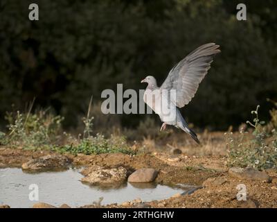 Piccione di legno, palumbus di Columba, piscina giovane che lascia la piscina per bere in volo. Spagna, settembre 2023 Foto Stock