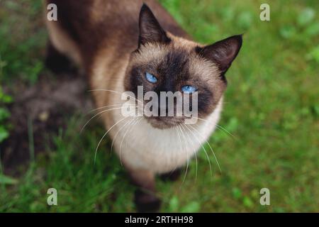 In prossimità del viso di carino con occhi blu siamese gatto Foto Stock