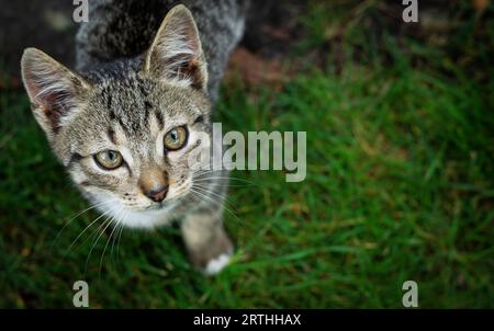 piccolo gattino si trova nell'erba Foto Stock