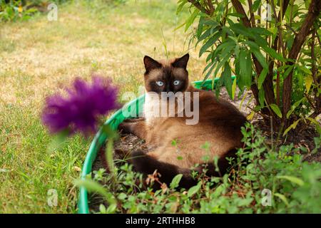 In prossimità del viso di carino con occhi blu siamese gatto Foto Stock