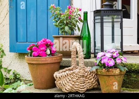 lizzie occupato in un vaso di fiori, lizzie buxy in un vaso di fiori Foto Stock