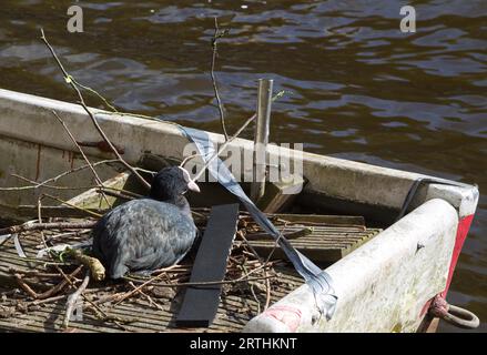 Una folta comune (Fulica atra) nidifica su una vecchia barca rotta ad Amsterdam, Paesi Bassi Foto Stock