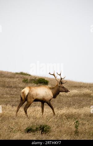 Alce tule (Cervus canadensis nannodes) nel Point Reyes National Seashore vicino a San Francisco, California, USA. Maschio Tule Elk a Point Reyes Foto Stock