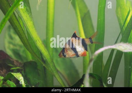 Barba di tigre in vasca naturale piantata (Puntius tetrazona) Foto Stock