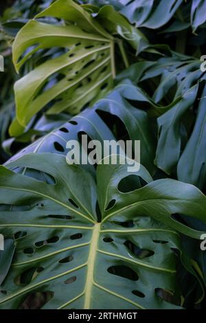 Primo piano di una pianta verde monstera deliciosa nella giungla Foto Stock