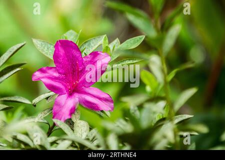 Fiore rosa all'Akaka Falls State Park a Big Island, Hawaii, USA Foto Stock