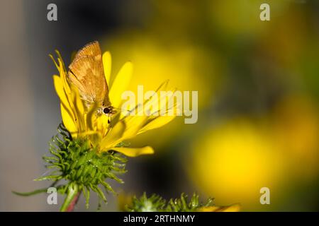 Woodland Skipper (Ochlodes sylvanoides), una farfalla dalla testa spessa, si trova su un fiore giallo sull'isola di Vancouver, Canada Foto Stock