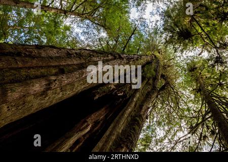 Alberi imponenti nell'Avatar Grove vicino a Port Renfrew sull'Isola di Vancouver, British Columbia, Canada Foto Stock