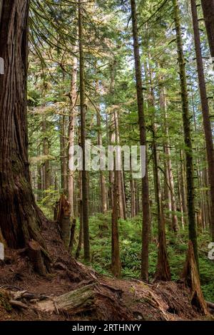 Alberi imponenti nell'Avatar Grove vicino a Port Renfrew sull'Isola di Vancouver, British Columbia, Canada Foto Stock