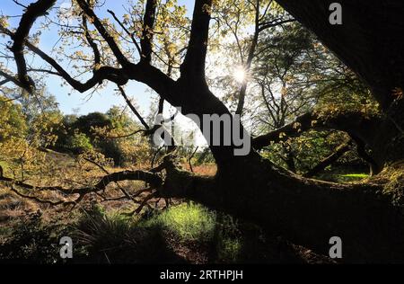 Il sole passa attraverso i rami di quercia al mattino Foto Stock