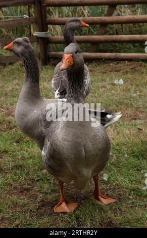 Oche della Pomerania in una penna Foto Stock