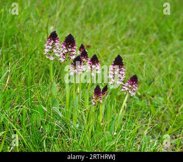 Brand-Knabenkraut, orchidea bruciata, orchidea bruciata (Neotinea ustulata), orchidea nana, orchis dalle ali scure Foto Stock