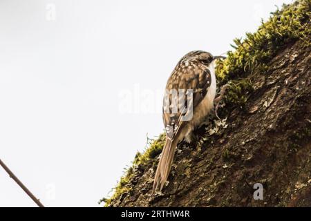 Un treecreeper comune sul tronco in cerca di cibo, Un treecreeper comune è alla ricerca di foraggio Foto Stock