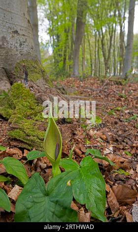 Lords and Ladies (alias pinta di cuculo) Arum maculatum. Hampshire, Regno Unito Foto Stock