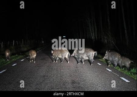 Cinghiale (Sus scrofa), su una strada di campagna nella campagna di Mjölby, Svezia. Foto Stock