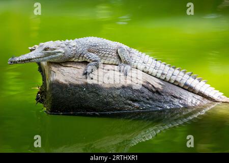 Un coccodrillo attende pazientemente la preda nel Queensland, in Australia Foto Stock