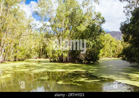 Wangetti, Australia, 30 giugno 2016: Swamp landscape at Hartley's Crocodile Adventures in Australia Foto Stock