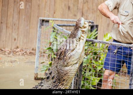 Wangetti, Australia, 30 giugno 2016: Famous Crocdile Show all'Hartley's Crocodile Adventures in Australia Foto Stock