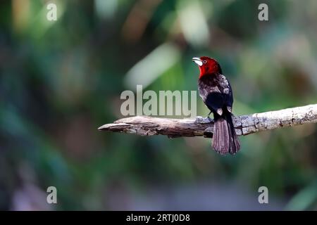 Splendida Tanager con becchi d'argento che si staglia su un ramo su uno sfondo sfocato Foto Stock