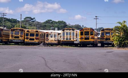 Scuolabus americani, vista posteriore di fila Foto Stock