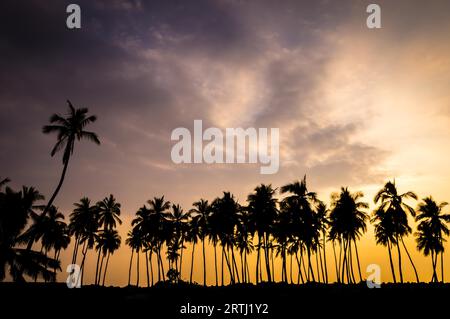 Le sagome delle palme al tramonto alle Hawaii: Le Hawaii sono un luogo di incredibile bellezza naturale. Queste palme al PU'uhonua o Honaunau National Foto Stock