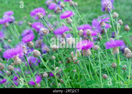 Fiori viola Cornflower (Centaurea jacea) nel prato estivo. Foto Stock