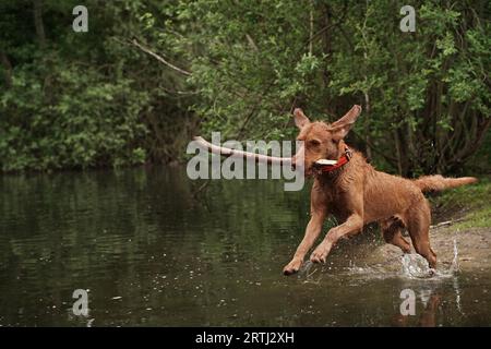 Il cane di 14 mesi Magyar Vizsla dai capelli magri Oskar si diverte molto a giocare al lago Foto Stock