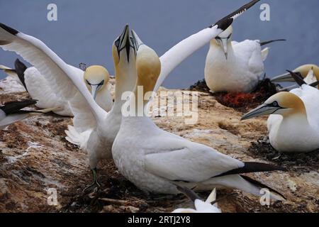 Gannet si accoppia sull'isola di Helgoland. Il gannet, un uccello marino delle dimensioni di un'oca, è la specie riproduttiva più settentrionale della famiglia delle gannette. Il gannet Foto Stock