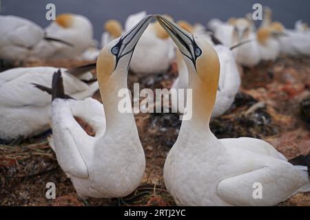 Gannet si accoppia sull'isola di Helgoland. Il gannet, un uccello marino delle dimensioni di un'oca, è la specie riproduttiva più settentrionale della famiglia delle gannette. Il gannet Foto Stock